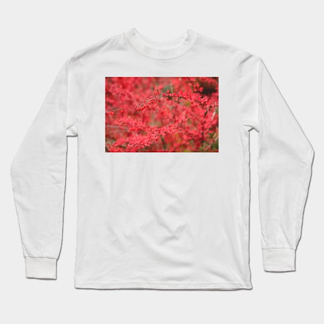 Close-up of red barberry in autumn Long Sleeve T-Shirt by Juhku